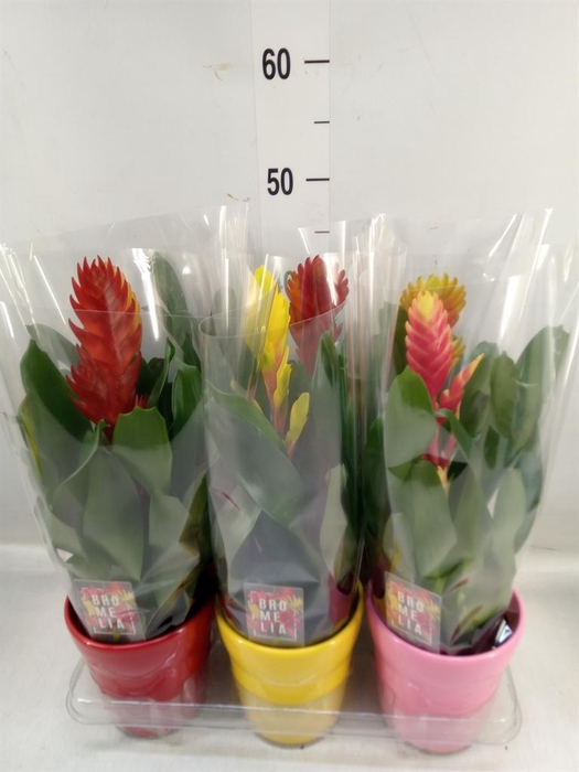 <h4>Vriesea   ...mix 6</h4>