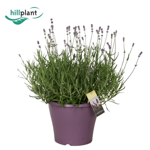 Lavandula Essence Purple - Laag/Layer