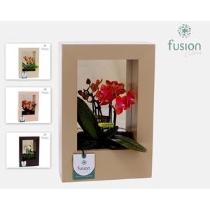 Houten schilderij met spiegel hout met Phalaenopsis