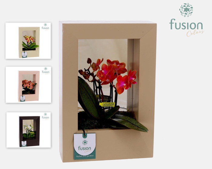 <h4>Houten schilderij met spiegel hout met Phalaenopsis</h4>