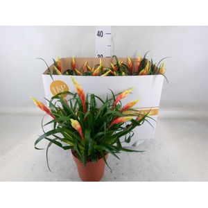 Vriesea  'Shannon'