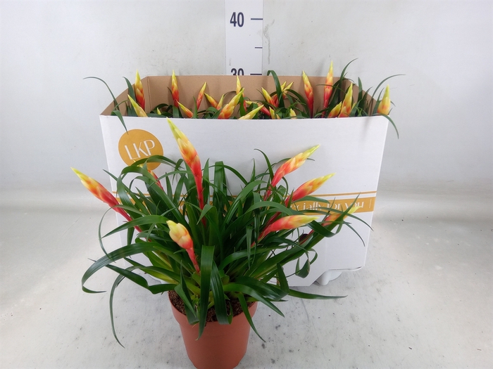 <h4>Vriesea  'Shannon'</h4>