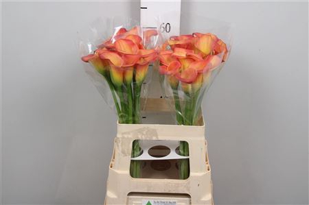 <h4>Zant Ov Oranje</h4>