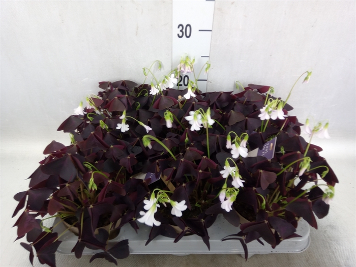 Oxalis trian.