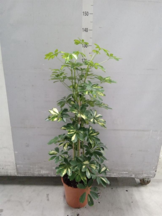 <h4>Schefflera arbor. 'Gold Capella'</h4>