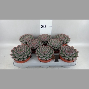 Echeveria  'Hercules'