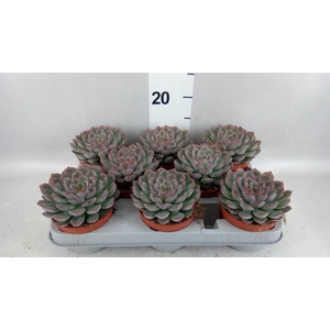Echeveria  'Hercules'