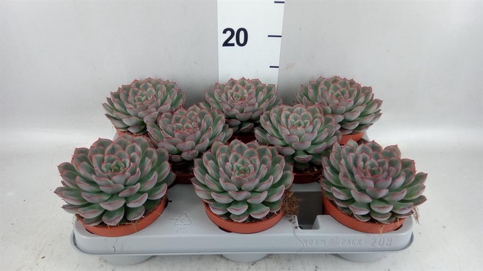 <h4>Echeveria 'Hercules'</h4>