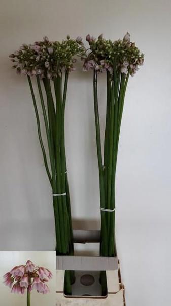 <h4>NECTAROSCORDUM SP</h4>