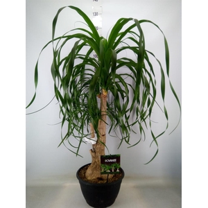 Beaucarnea recurvata