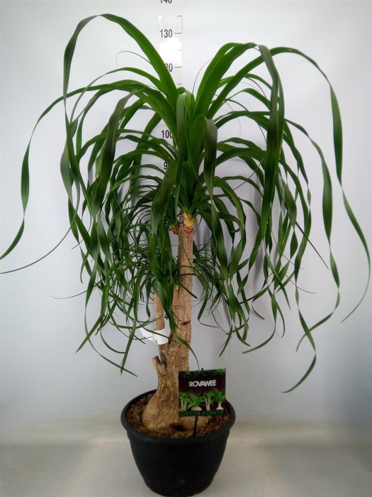 <h4>Beaucarnea recurvata</h4>