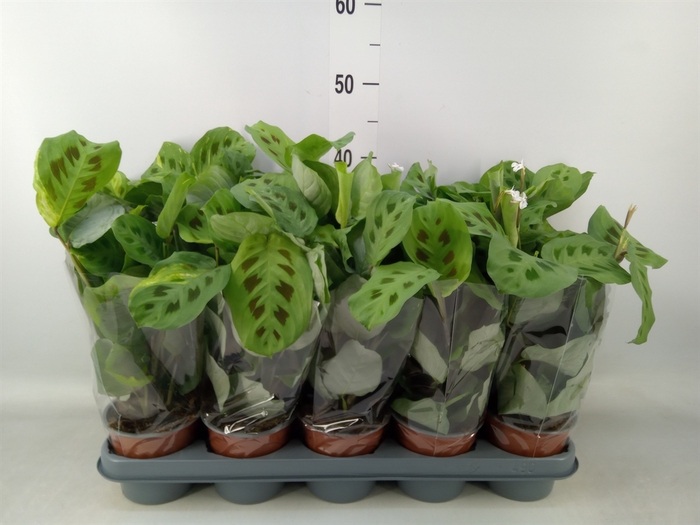 <h4>Maranta leuc. 'Kerchoveana'</h4>