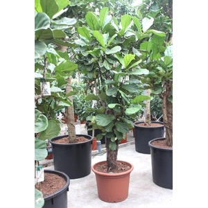 Ficus lyrata