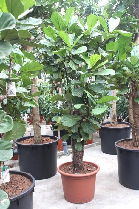 <h4>Ficus lyrata</h4>