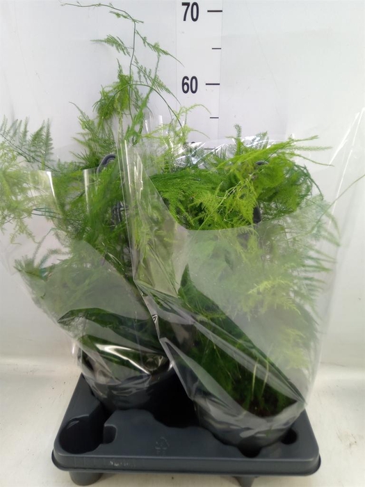 <h4>Asparagus setaceus</h4>