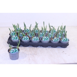 GALANTHUS NIV IN POT