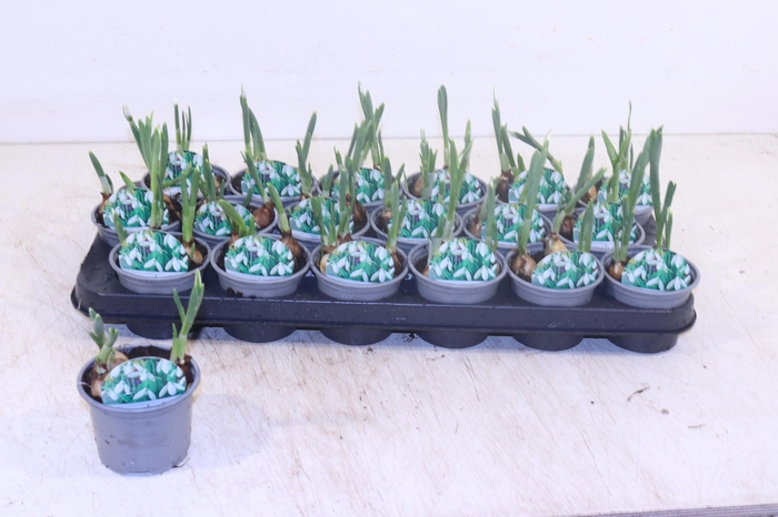 <h4>GALANTHUS NIV IN POT</h4>