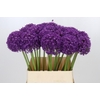 Allium Ambassador