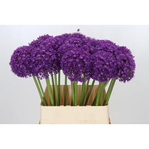 Allium Ambassador