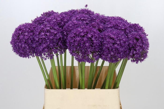 <h4>Allium Ambassador</h4>