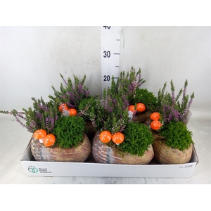 Arr.   Tuinplanten L%