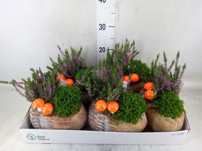 <h4>Arr.   Tuinplanten L%</h4>