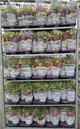 <h4>Chrys Garden Mums Gm</h4>
