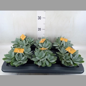 Senecio cephal. 'Mountain Fire'