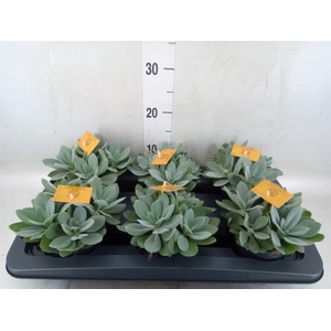 Senecio cephal. 'Mountain Fire'