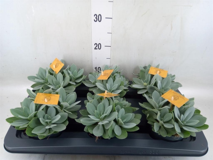 Senecio cephal. 'Mountain Fire'