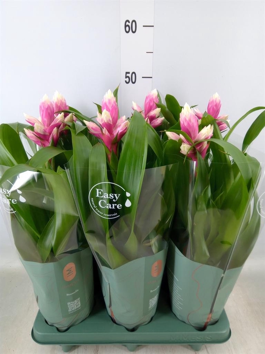 <h4>Guzmania  'Candy'</h4>