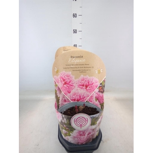 Paeonia   ...
