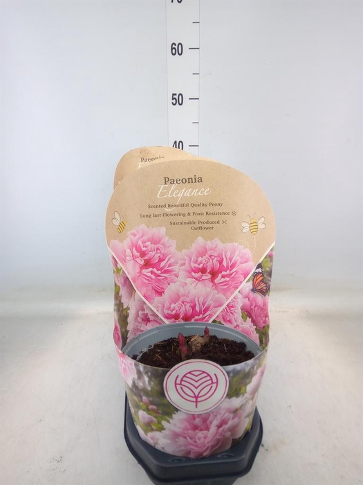 <h4>Paeonia   ...</h4>