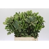 Pittosporum Ilan