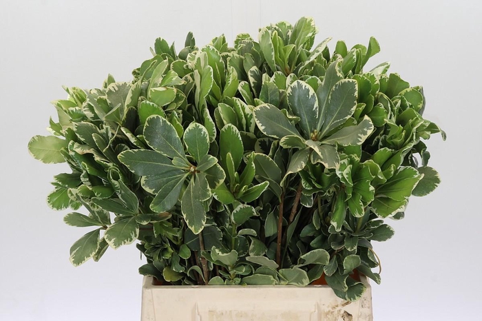 <h4>Pittosporum Ilan</h4>