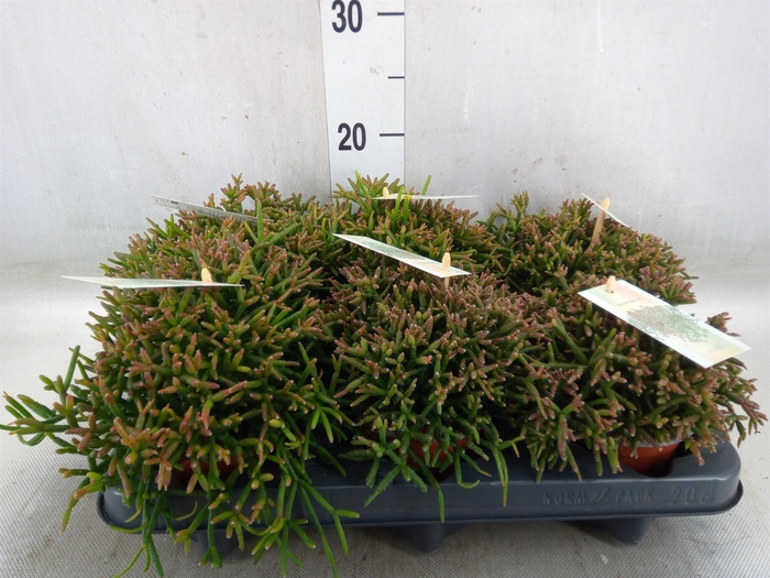 <h4>Rhipsalis burchellii</h4>