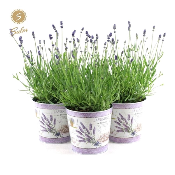 Lavandula ang. 'Felice'® Collection P15 in Zinc Lavender