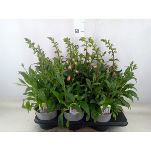Digitalis   ...