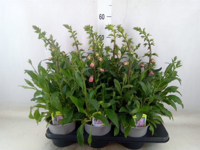 <h4>Digitalis   ...</h4>