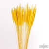 Dried Soft Silk Worms Yellow Bunch