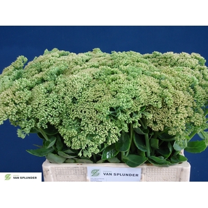 SEDUM HERBSTFREUDE