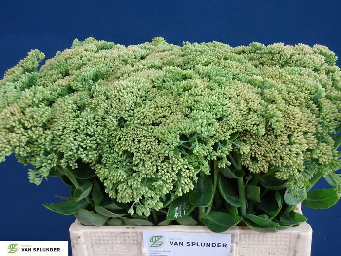 <h4>SEDUM HERBSTFREUDE</h4>