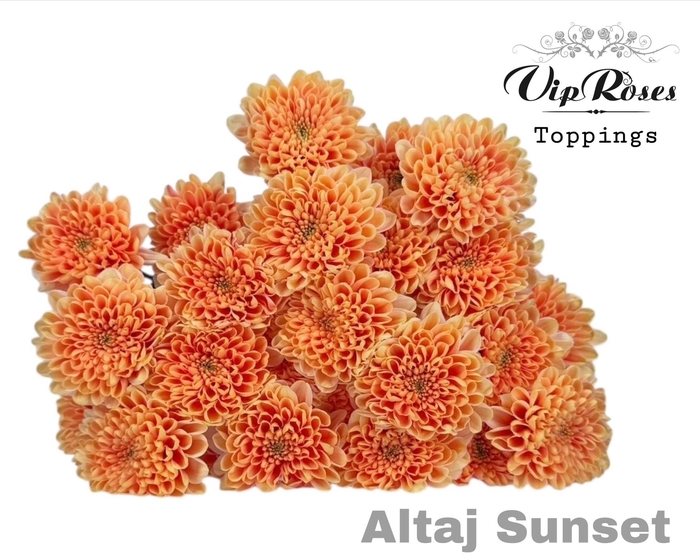 <h4>CHR T ALTAJ SUNSET</h4>