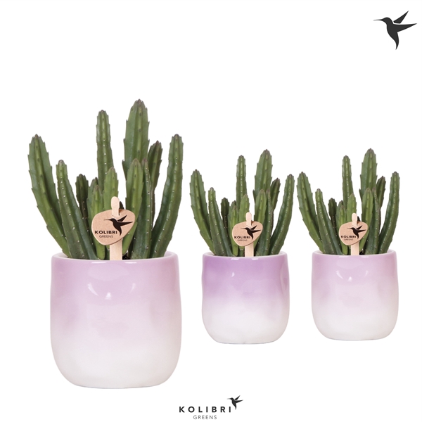 <h4>Kolibri Greens Stapelia Leendertziae in Gradience pot lila mix</h4>