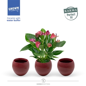 Anthurium - Karma Purple | sierpot + patroon