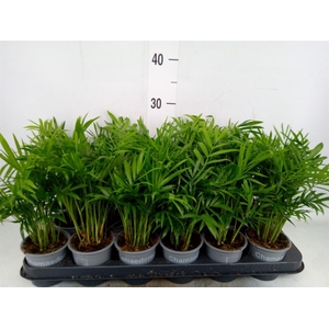 Chamaedorea elegans