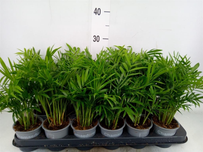 <h4>Chamaedorea elegans</h4>