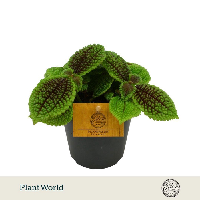 <h4>Pilea Moon valley, 12cm</h4>