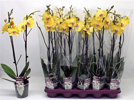 <h4>Phal F Limelight</h4>