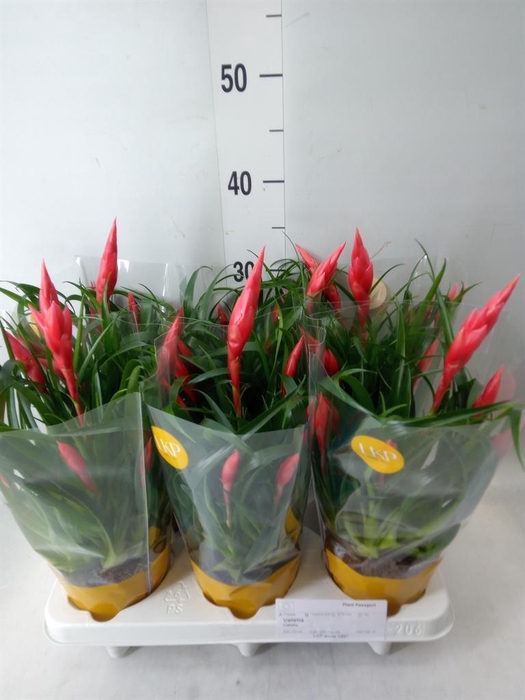 <h4>Vriesea  'Astrid'</h4>